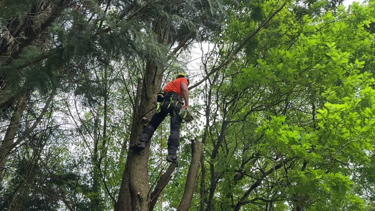 Reliable Braddock Hills, PA Tree Services Solutions